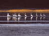1288_marea_-_un_remediu_impotriva_alergiilor.gif